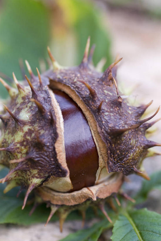 无人,竖图,室外,特写,白天,美景,水果,锐利,景观,栗子,食品,坚果,褐色,种子,图像,饮食,一个,自然,概念,景色,季节,摄影,单个,锋利,尖锐,焦点,荆棘,自然风光,主题,七叶树,落叶树,构图,娑罗树,秋天,彩图,时空