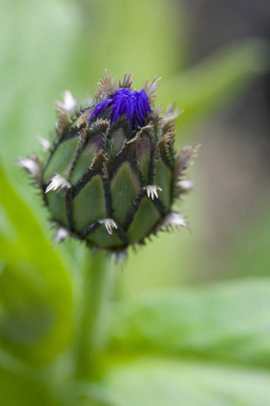 无人,竖图,室外,特写,白天,美景,盛开,景观,图像,花蕾,花,花瓣,花朵,鲜花,一朵,一个,自然,花苞,花蕊,概念,景色,摄影,单个,焦点,显现,自然风光,矢车菊,主题,发展,构图,山矢车菊,彩图,时空