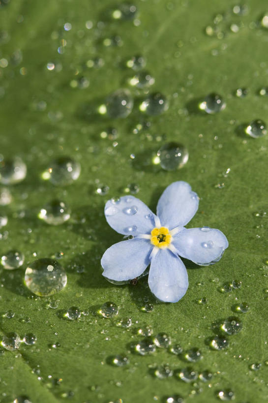 无人,竖图,室外,特写,白天,爱情,美景,水,雨,勿忘我,静物,叶子,湿,盛开,液体,景观,水滴,图像,花蕾,花,花瓣,花朵,鲜花,一朵,一个,自然,花苞,花蕊,概念,景色,摄影,单个,清新,自然风光,主题,自然现象,肌理,永恒,想念,构图,星辰花,勿忘草,斯太菊,矶松,匙叶花,彩图,全画面,全框架,全帧,时空,全画幅,状态