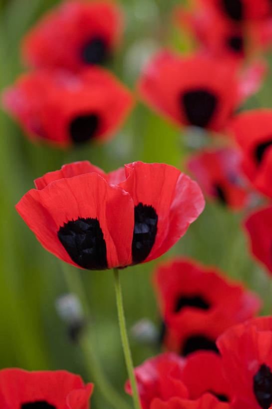 无人,竖图,室外,特写,白天,美景,许多,景观,很多,图像,红色,自然,夏天,概念,景色,季节,摄影,焦点,自然风光,主题,构图,彩图,时空