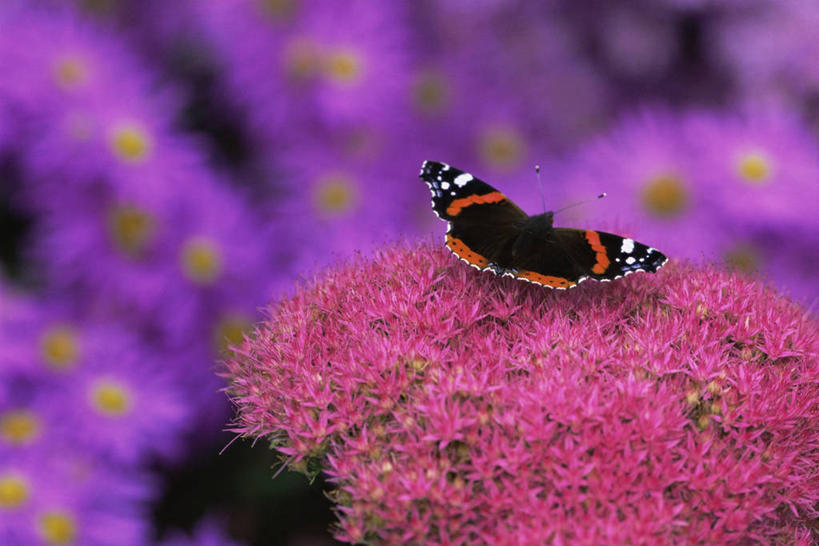 无人,横图,室外,特写,白天,美景,植物,野生动物,蝴蝶,昆虫,景观,草药,药草,图像,中药,自然,动物,概念,景色,摄影,焦点,景天,自然风光,主题,药材,中草药,中药材,本草,构图,八宝,彩图,肉质植物,时空,包菜还阳,活血三七