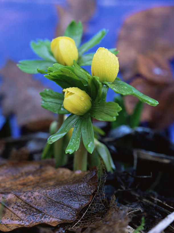 无人,竖图,室外,特写,白天,美景,植物,景观,花,三个,黄色,自然,景色,摄影,自然风光,冬乌头,彩图