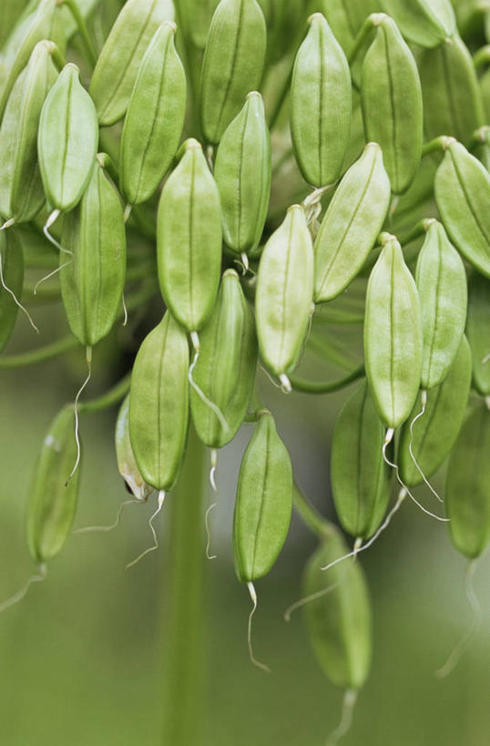 无人,竖图,室外,特写,白天,美景,景观,豆荚,自然,景色,摄影,非洲百合,自然风光,彩图