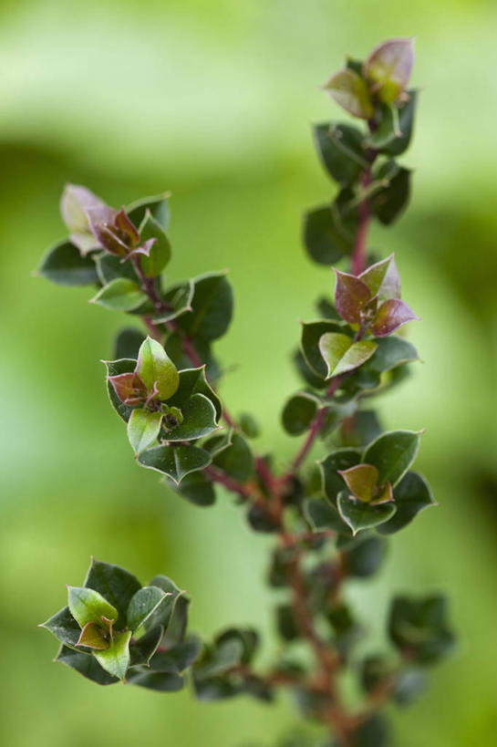 无人,竖图,室外,特写,白天,美景,植物,叶子,景观,自然,景色,摄影,自然风光,番樱桃,彩图