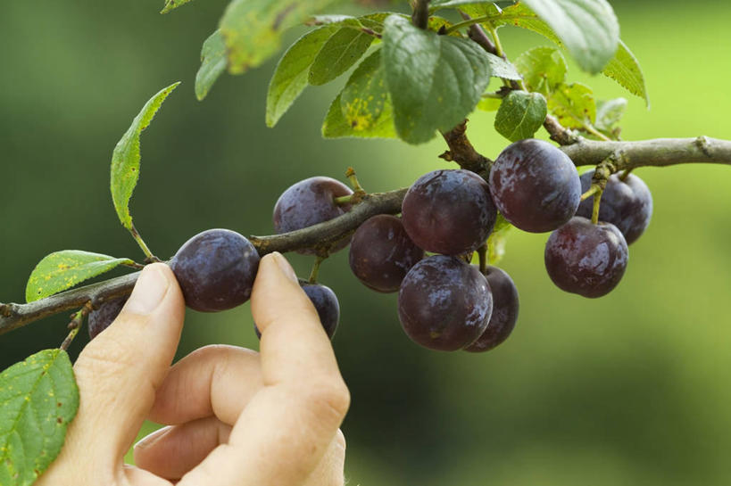 手,一个人,横图,室外,特写,白天,采摘,美景,植物,景观,饮食,自然,景色,人体,摄影,收获,清新,自然风光,健康食物,彩图