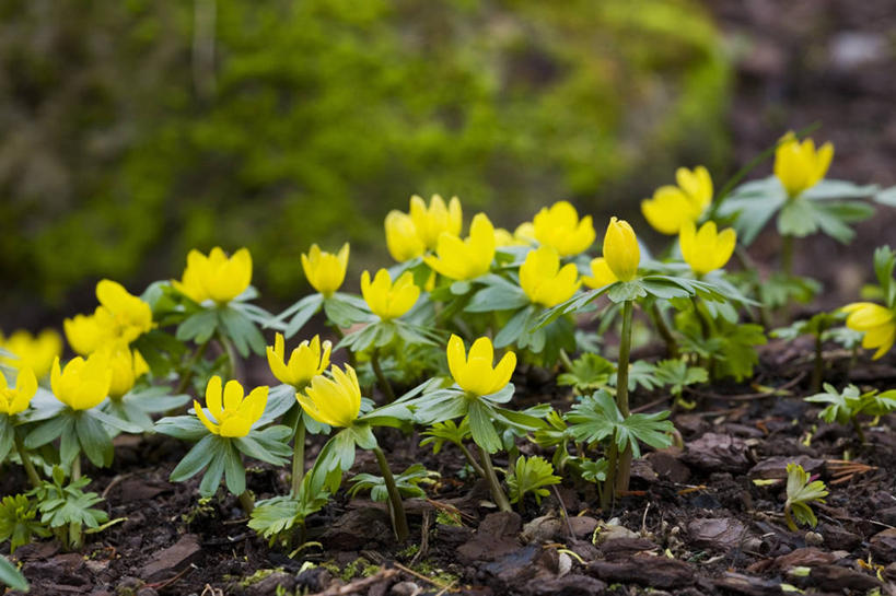 无人,横图,室外,特写,白天,美景,植物,景观,花,黄色,自然,景色,摄影,自然风光,冬乌头,彩图