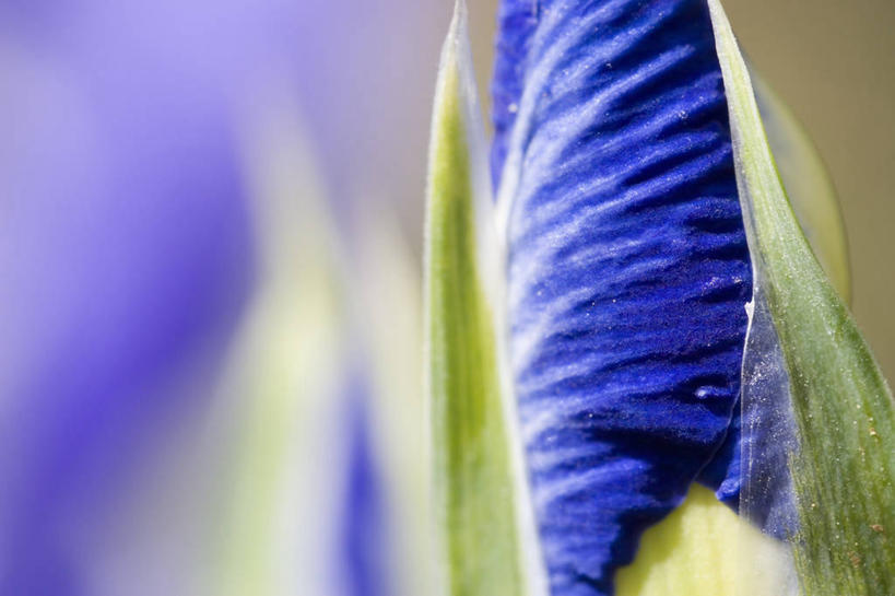 无人,横图,室外,特写,白天,美景,植物,盛开,景观,花蕾,花,花瓣,花朵,鲜花,一朵,一个,自然,花苞,花蕊,景色,摄影,单个,鸢尾,自然风光,肌理,彩图