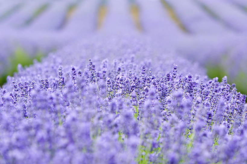 无人,横图,室外,白天,爱情,农作物,美景,植物,一排,整齐,景观,浪漫,闻,花,排列,紫色,自然,香草,薰衣草,景色,工业,摄影,队列,自然风光,呼吸,灵香草,黄香草,奇迹,式样,彩图