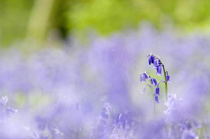 无人,横图,室外,特写,白天,留白,美景,植物,景观,两个,紫色,自然,景色,摄影,自然风光,野风信子,彩图