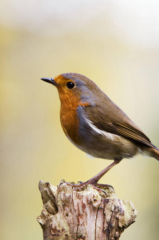 无人,竖图,室外,特写,白天,美景,野生动物,知更鸟,景观,树桩,一个,自然,动物,景色,摄影,栖息,单个,自然风光,彩图