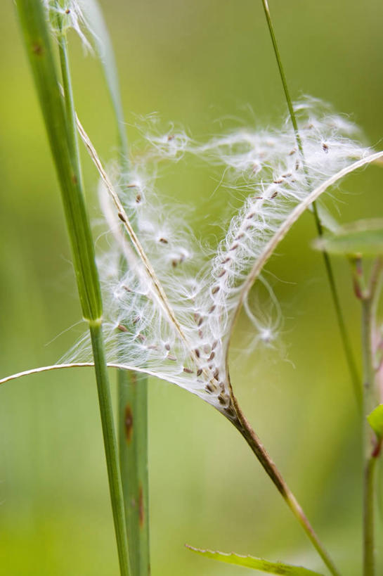 无人,竖图,室外,特写,白天,美景,景观,种子,自然,打开,景色,摄影,开启,显现,自然风光,释放,彩图