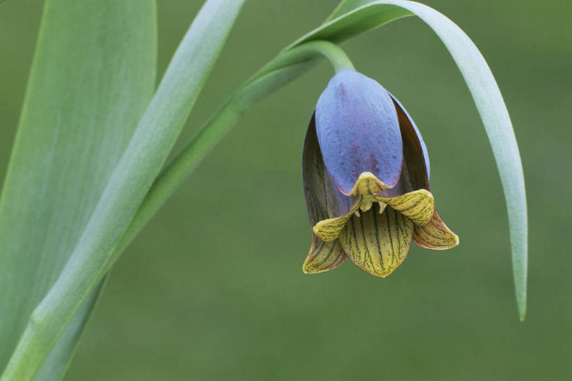 无人,横图,室外,特写,白天,美景,植物,盛开,景观,花蕾,花,花瓣,花朵,鲜花,一朵,一个,自然,花苞,花蕊,景色,摄影,单个,自然风光,强瞿,贝母,百合,倒仙,番韭,山丹,彩图