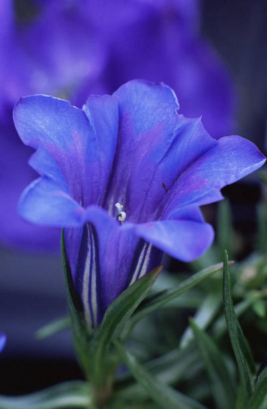 无人,竖图,室外,特写,白天,美景,植物,盛开,景观,草药,药草,花蕾,中药,花,花瓣,花朵,鲜花,一朵,一个,紫色,自然,花苞,花蕊,景色,摄影,单个,龙胆,自然风光,药材,中草药,中药材,本草,彩图