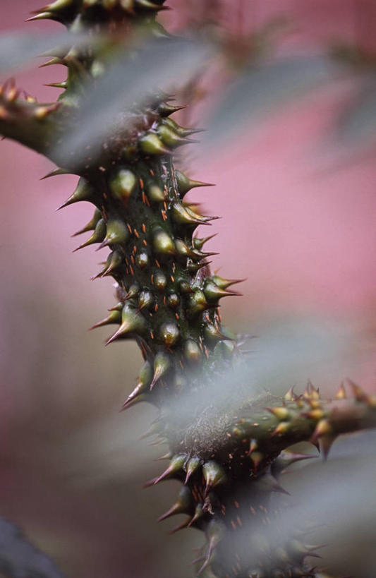 无人,竖图,室外,特写,白天,美景,景观,自然,景色,摄影,保护,锋利,尖锐,荆棘,自然风光,五加科,彩图