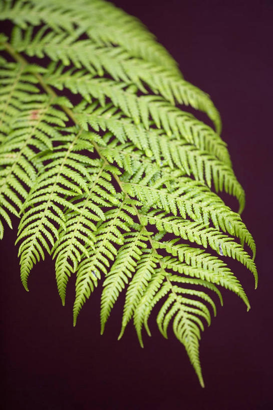 无人,竖图,室外,特写,白天,美景,叶子,紫色背景,景观,紫色,自然,景色,摄影,清新,自然风光,彩图