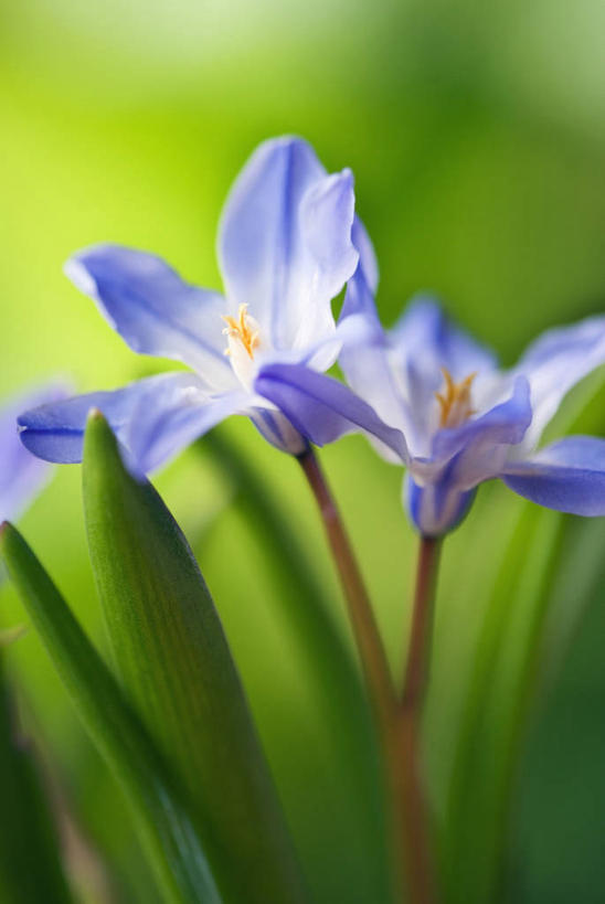 无人,竖图,室外,特写,白天,美景,景观,花瓣,紫色,自然,景色,摄影,清新,自然风光,彩图