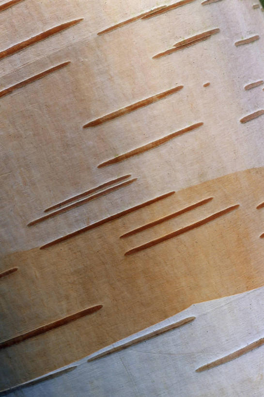 无人,竖图,室外,特写,白天,背景,美景,白桦树,景观,自然,景色,摄影,白桦,自然风光,肌理,式样,彩图,全画面,全框架,全帧,全画幅