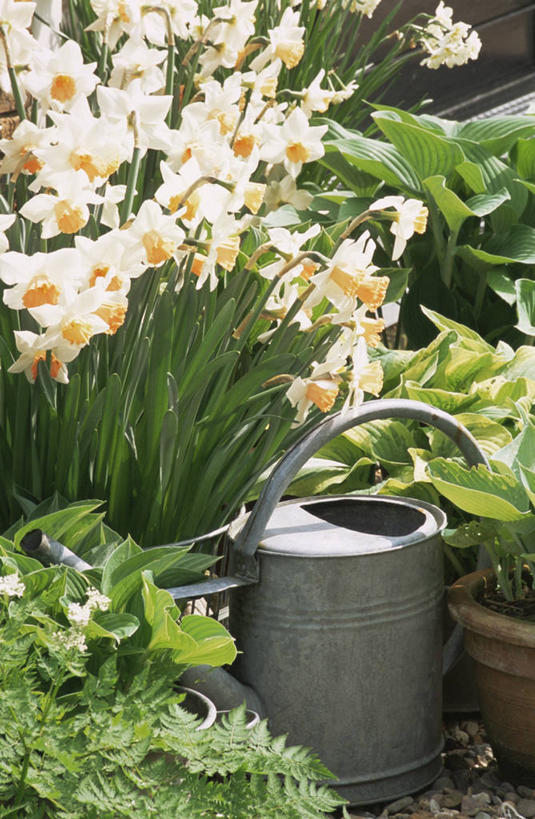 无人,竖图,室外,特写,白天,美景,植物,水仙花,静物,喷壶,景观,园艺,自然,春天,景色,摄影,自然风光,彩图