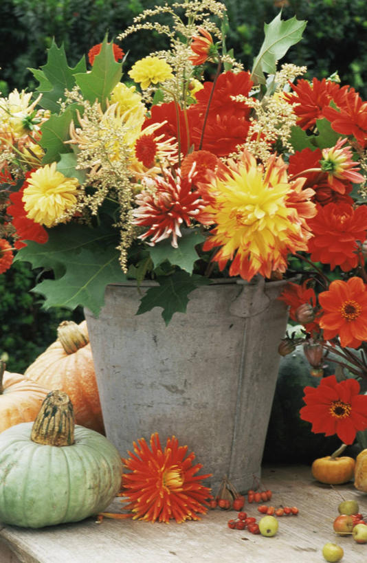 无人,竖图,室外,特写,白天,感激,美景,植物,静物,新鲜,景观,大丽花,红色,自然,花束,菊花,景色,摄影,大理花,天竺牡丹,自然风光,大丽菊,吉利,新意,富丽,大方,新颖,秋天,彩图,背叛,地瓜花,东洋菊