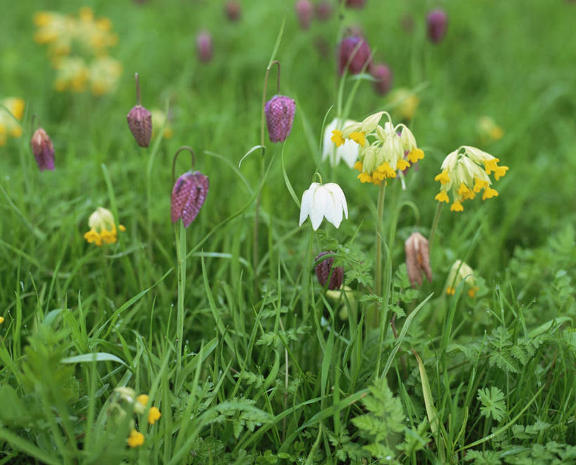 无人,横图,室外,特写,白天,美景,植物,景观,野花,自然,春天,景色,摄影,自然风光,黄花九轮草,彩图