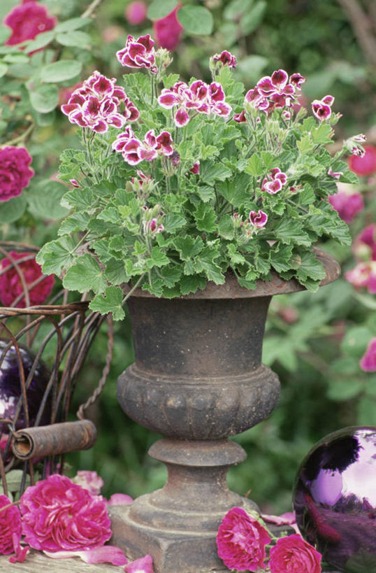 无人,竖图,室外,特写,白天,美景,植物,静物,景观,粉色,自然,容器,花束,景色,摄影,天竺葵,自然风光,彩图