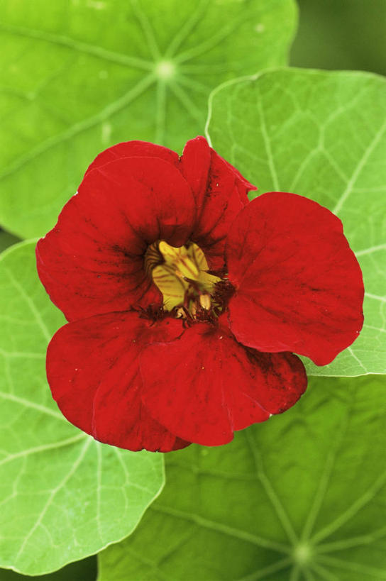 无人,竖图,室外,特写,白天,美景,植物,盛开,景观,花蕾,饮食,花,花瓣,花朵,鲜花,一朵,一个,红色,自然,夏天,花苞,花蕊,景色,摄影,单个,清新,自然风光,健康食物,旱金莲花,水芹,彩图,装饰菜