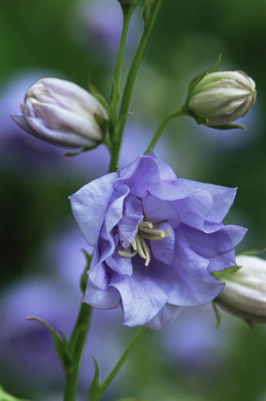无人,竖图,室外,特写,白天,美景,植物,盛开,景观,风铃草,祝福,花蕾,花,花瓣,花朵,鲜花,一朵,一个,蓝色,自然,花苞,花蕊,健康,景色,可爱,摄影,单个,钟花,创造,自然风光,感谢,温柔,感恩,嫉妒,瓦筒花,彩图