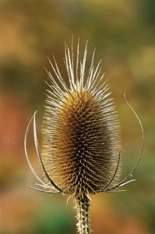 无人,竖图,室外,特写,白天,美景,植物,锐利,景观,褐色,一个,自然,景色,摄影,单个,锋利,尖锐,自然风光,干的,肌理,彩图