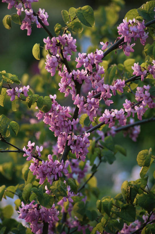 无人,竖图,室外,特写,白天,美景,太阳,植物,景观,花,自然,景色,摄影,自然风光,彩图,紫荆树