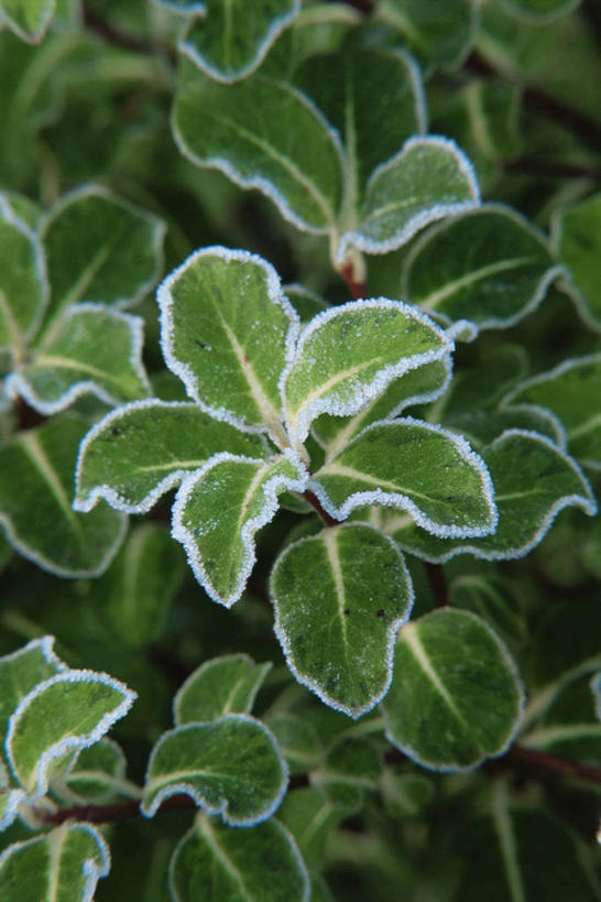 无人,竖图,室外,特写,白天,美景,植物,景观,冬天,自然,景色,摄影,海桐花,自然风光,彩图