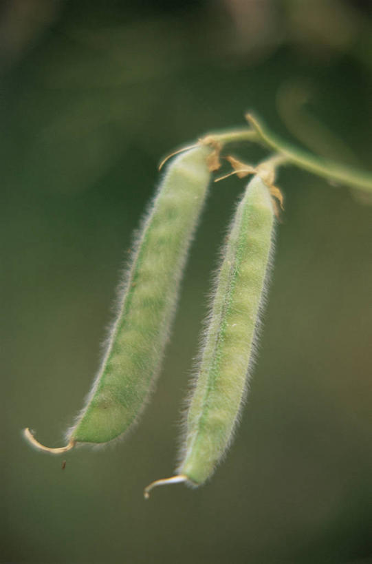 无人,竖图,室外,特写,白天,美景,植物,景观,香豌豆,两个,自然,景色,摄影,自然风光,彩图