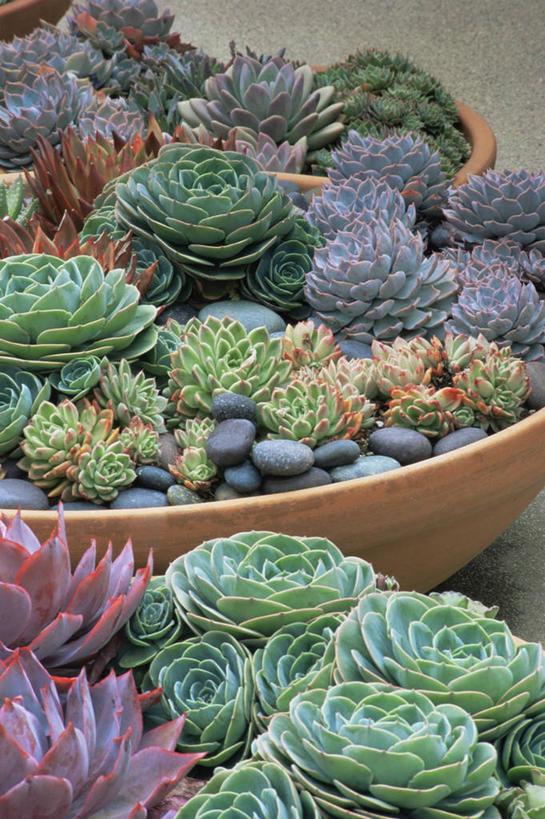 无人,竖图,室外,特写,白天,美景,植物,景观,自然,景色,摄影,自然风光,彩图,肉质植物