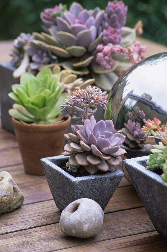 无人,竖图,室外,特写,白天,爱情,美景,植物,静物,花盆,盆栽,景观,园艺,宝石花,自然,容器,景色,摄影,石莲花,自然风光,勤劳,彩图,肉质植物