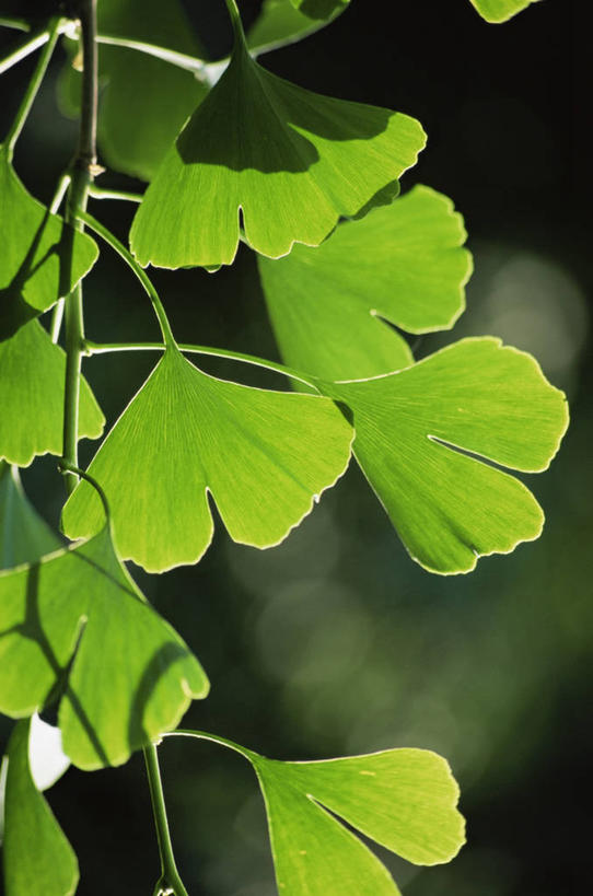 无人,竖图,室外,特写,白天,美景,植物,银杏树,叶子,景观,草药,赤素馨花,自然,景色,摄影,清新,自然风光,逆光,彩图