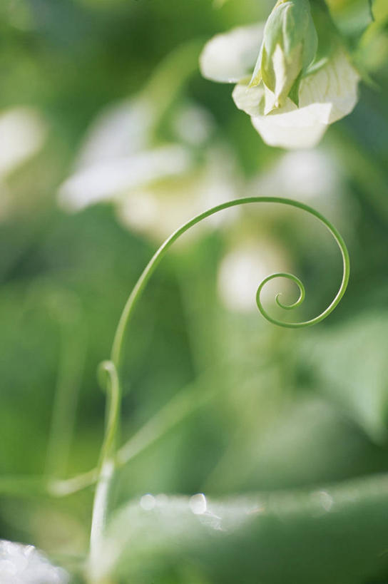 无人,竖图,室外,白天,美景,蔬菜,景观,饮食,自然,景色,摄影,有机食品,生长,脆弱,清新,自然风光,螺线,彩图,卷须