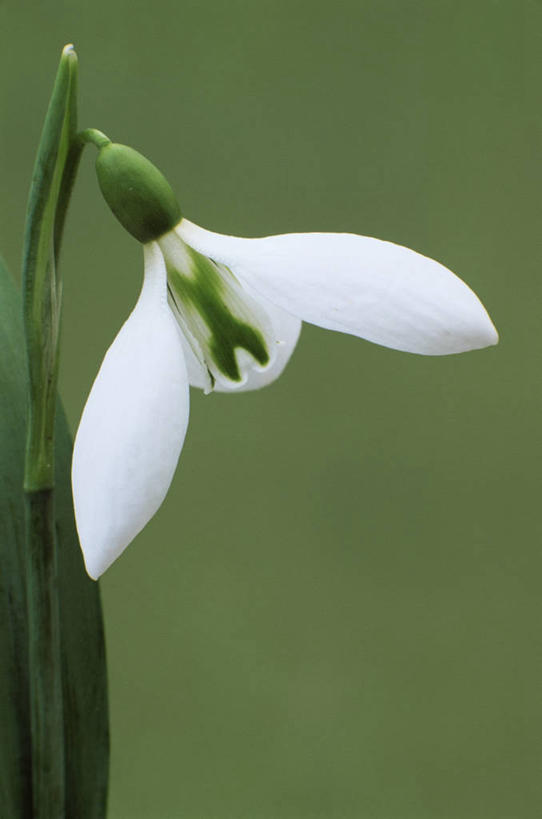 无人,竖图,室外,特写,白天,美景,植物,盛开,景观,花蕾,花,花瓣,花朵,鲜花,一朵,一个,白色,自然,花苞,花蕊,景色,摄影,单个,自然风光,雪花莲,彩图