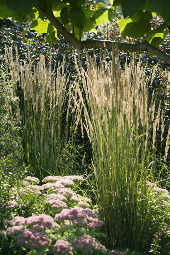 无人,竖图,室外,白天,美景,日光,景观,草,自然,景色,摄影,自然风光,逆光,观赏草,秋天,彩图