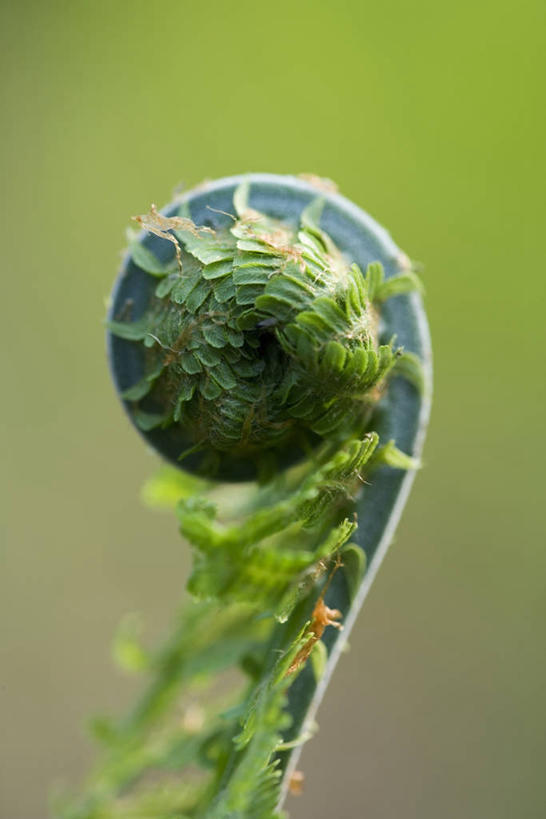 无人,竖图,室外,特写,白天,美景,叶子,开,景观,自然,景色,摄影,生长,清新,显现,自然风光,发展,螺线,复叶,彩图