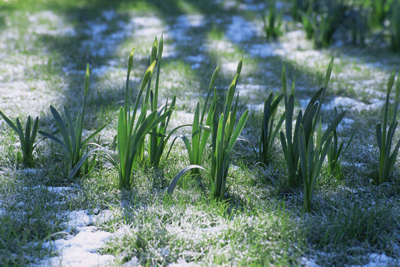 无人,横图,室外,白天,美景,太阳,水仙花,景观,冬天,花蕾,自然,景色,寒冷,摄影,显现,自然风光,开端,彩图