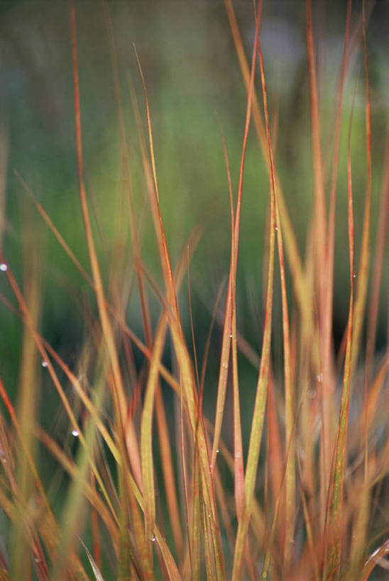 无人,竖图,室外,特写,白天,美景,叶子,景观,草,自然,橙色,景色,摄影,自然风光,柔焦,观赏草,彩图