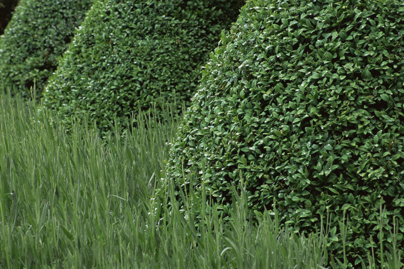 无人,横图,室外,白天,美景,景观,盒子,自然,景色,摄影,简单,自然风光,肌理,黄杨木,彩图