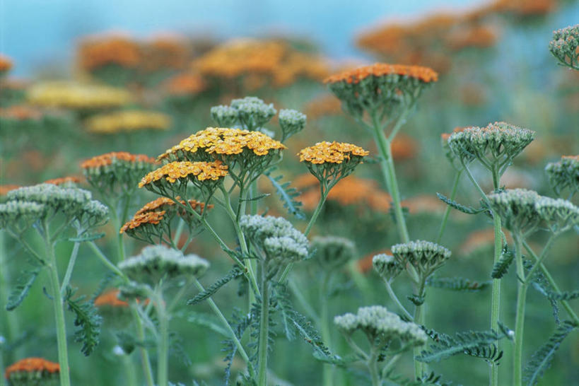 无人,横图,室外,特写,白天,美景,景观,自然,橙色,景色,摄影,自然风光,西洋蓍草,彩图