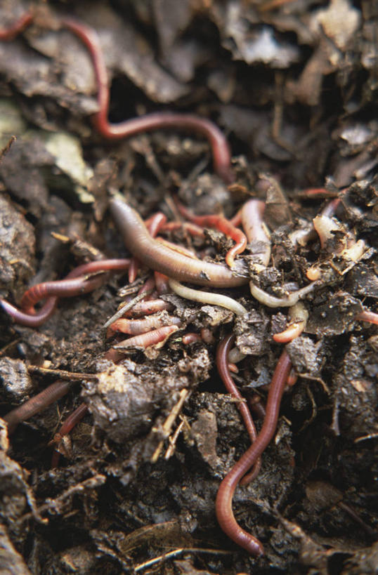 无人,竖图,室外,特写,白天,野生动物,褐色,自然,动物,摄影,蚯蚓,蠕虫,彩图,共生关系
