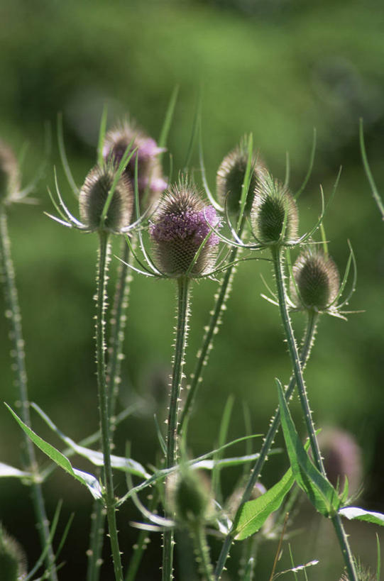 无人,竖图,室外,特写,白天,美景,植物,景观,野花,花,自然,景色,摄影,生长,清新,荆棘,自然风光,起绒草
