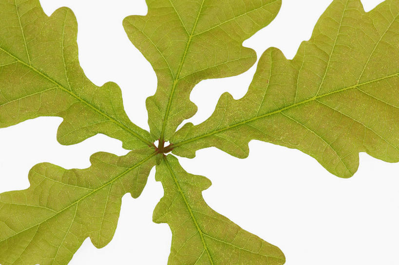 无人,横图,特写,白色背景,美景,植物,叶子,景观,绿色,自然,春天,景色,摄影,生长,清新,自然风光,橡树,橡树叶,开端,全画面,全框架,全帧,影棚拍摄,全画幅