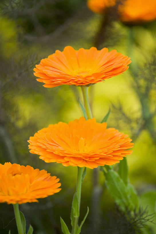 无人,竖图,室外,特写,白天,美景,植物,药,景观,万寿菊,花,自然,橙色,景色,摄影,草本,清新,自然风光,金盏花