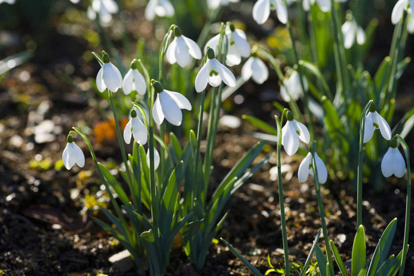 无人,横图,室外,特写,白天,美景,植物,日光,景观,冬天,花,白色,自然,景色,摄影,生长,清新,显现,自然风光,逆光,雪花莲,开端