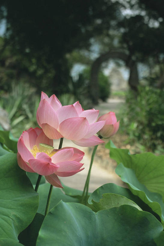 无人,竖图,室外,特写,白天,美景,植物,莲花,景观,花,粉色,自然,景色,摄影,自然风光,水生植物