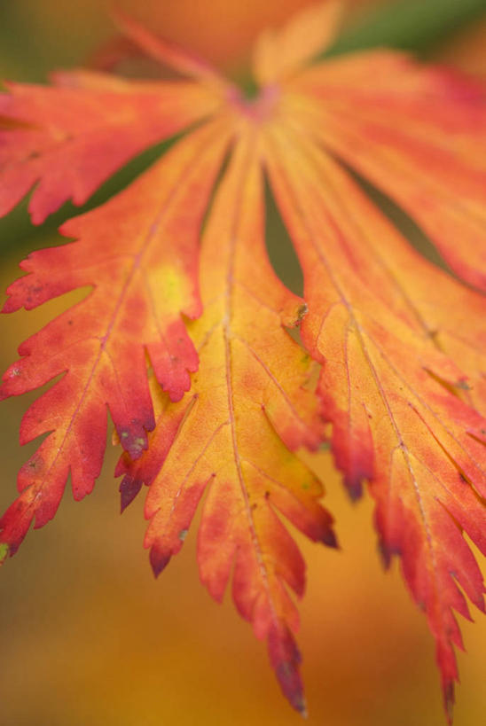 无人,竖图,室外,特写,白天,背景,美景,植物,枫树,叶子,景观,自然,橙色,景色,摄影,自然风光,秋天,鸡爪枫