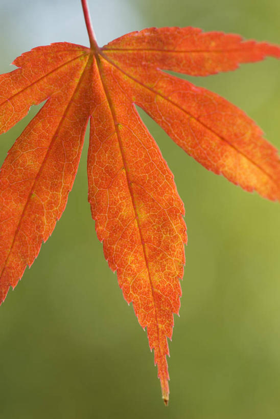 无人,竖图,室外,特写,白天,美景,植物,枫树,叶子,景观,一个,自然,橙色,景色,摄影,单个,自然风光,秋天,鸡爪枫